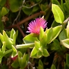 Plants: image 54 Of 62 Thumb